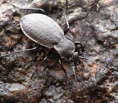 Attēlu rezultāti vaicājumam “Carabus hortensis”