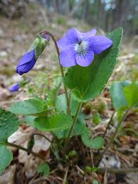 Attēlu rezultāti vaicājumam “Viola sororia”