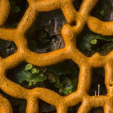 Attēlu rezultāti vaicājumam “Hemitrichia serpula”