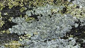 Attēlu rezultāti vaicājumam “Trapeliopsis granulosa”