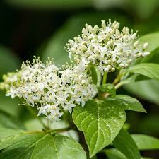 Attēlu rezultāti vaicājumam “Cornus sanguinea”