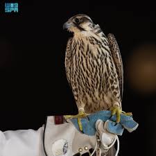 Image result for Falcon Sa Club