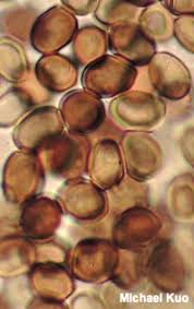 Attēlu rezultāti vaicājumam “Stropharia hornemannii”