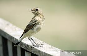 Attēlu rezultāti vaicājumam “Oenanthe oenanthe juvenile”