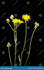 Attēlu rezultāti vaicājumam “Hieracium murorum bud”