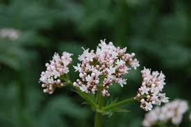 Attēlu rezultāti vaicājumam “Valeriana officinalis”