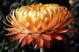 Image result for Strohblume