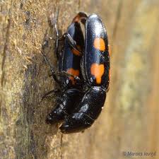 Attēlu rezultāti vaicājumam “Glischrochilus quadripunctatus imago”