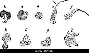 Attēlu rezultāti vaicājumam “Physarum leucopus spores”