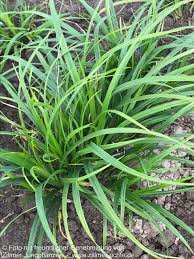 Attēlu rezultāti vaicājumam “Carex sylvatica”