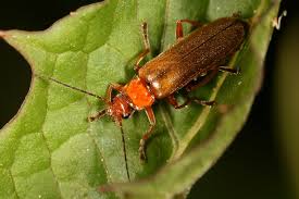 Attēlu rezultāti vaicājumam “Cantharis figurata”