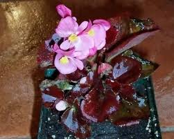 Image result for Begonia cucullata var. Hookeri