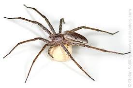 Attēlu rezultāti vaicājumam “Pisaura mirabilis cocoon”