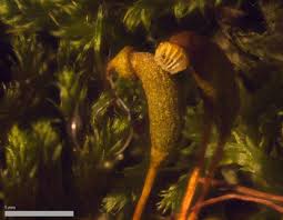 Attēlu rezultāti vaicājumam “Bryum pallescens sporophyte”