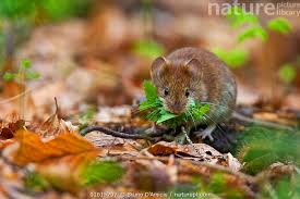 Attēlu rezultāti vaicājumam “Myodes glareolus”