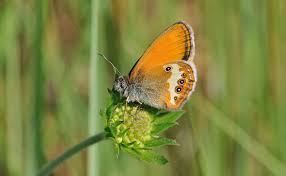 Attēlu rezultāti vaicājumam “Coenonympha arcania”