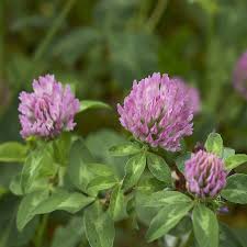 Attēlu rezultāti vaicājumam “Trifolium medium flower”
