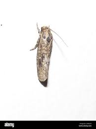 Attēlu rezultāti vaicājumam “Oecophoridae”