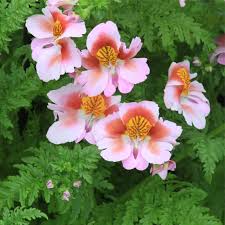 Image result for Schizanthus