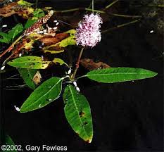 Attēlu rezultāti vaicājumam “Polygonum amphibium leaf”