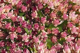 Attēlu rezultāti vaicājumam “Hylotelephium telephium bud”