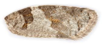 Attēlu rezultāti vaicājumam “Eana incanana”