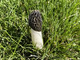 Attēlu rezultāti vaicājumam “Phallus impudicus”