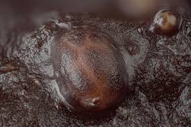 Attēlu rezultāti vaicājumam “Licea testudinacea young”