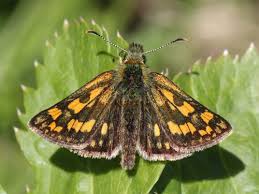 Attēlu rezultāti vaicājumam “Carterocephalus silvicolus male”