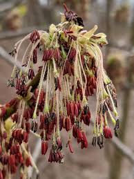 Attēlu rezultāti vaicājumam “Acer negundo female flower”