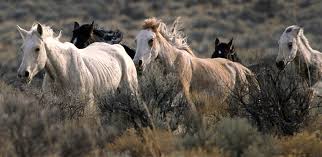 Attēlu rezultāti vaicājumam “Equus ferus caballus”