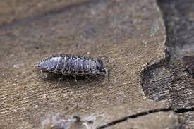 Attēlu rezultāti vaicājumam “Lignydium muscorum”