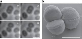 Attēlu rezultāti vaicājumam “Dicranella staphylina cells”