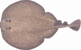 Image result for Tetronarce nobiliana