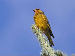 Attēlu rezultāti vaicājumam “Chloris chloris”