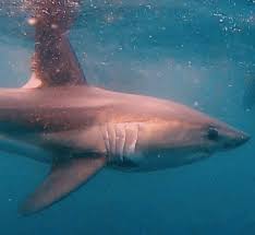 Image result for Lamna nasus