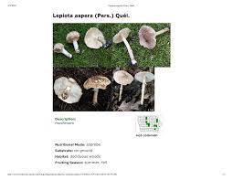Attēlu rezultāti vaicājumam “Lepiota aspera”