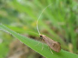 Attēlu rezultāti vaicājumam “Nematopogon sp.”