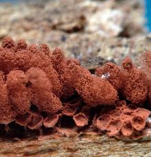 Attēlu rezultāti vaicājumam “Arcyria affinis”