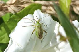 Attēlu rezultāti vaicājumam “Adelphocoris quadripunctatus”