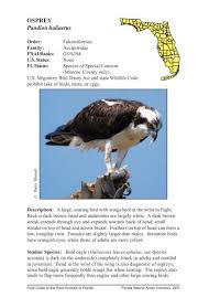 Image result for Pandion haliaetus