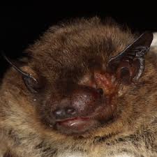 Attēlu rezultāti vaicājumam “Pipistrellus nathusii”