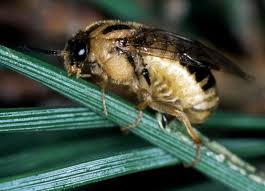 Attēlu rezultāti vaicājumam “Diprion pini female”