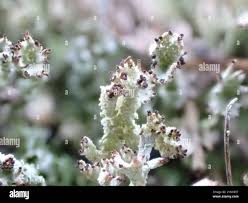 Attēlu rezultāti vaicājumam “Cladonia ramulosa”