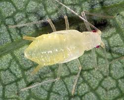 Attēlu rezultāti vaicājumam “Drepanosiphum platanoidis exuvia”