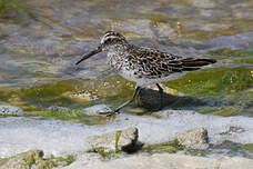 Attēlu rezultāti vaicājumam “Calidris falcinellus adult”