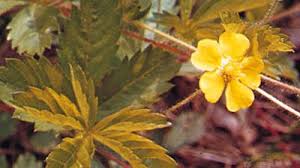 Attēlu rezultāti vaicājumam “Pentaphylloides fruticosa leaf”