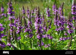 Attēlu rezultāti vaicājumam “Stachys palustris”