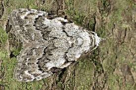 Attēlu rezultāti vaicājumam “Nola confusalis”