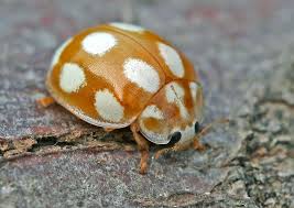 Attēlu rezultāti vaicājumam “Calvia decemguttata larva”